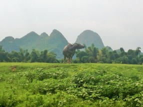 Scenes of water buffalo grazing along the Li River in Yangshuo, China