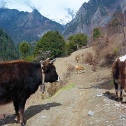 Yaks strolling around upper Yubeng in China's Yunnan province