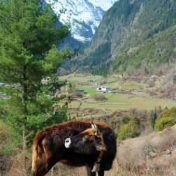 A yak strolling around upper Yubeng in China's Yunnan province